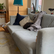 Image for article titled Please Teach This Cat How to Properly Practice Social Distancing